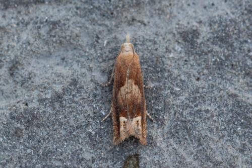 Réf. 222 989 : Eucosma conterminana